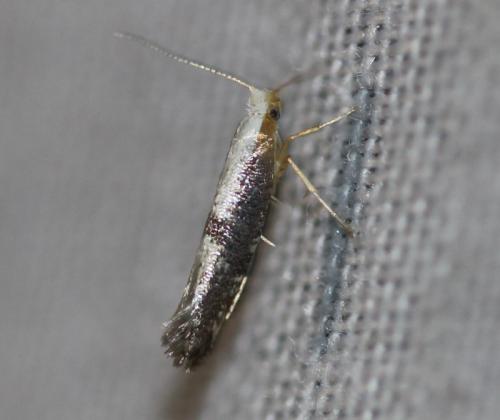 Argyresthia spinosella
